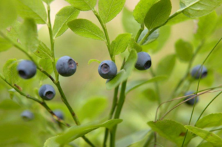 Blueberry060